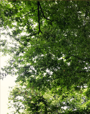 庭木が伸びすぎてしまった