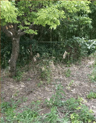 草木で庭が荒れてしまった