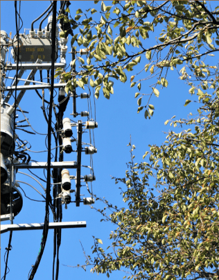 庭木の枝が電線にかかってしまった