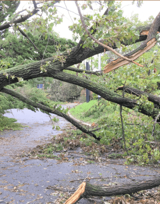 倒木で道路が塞がれてしまった