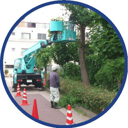 高所作業が必要な高い木