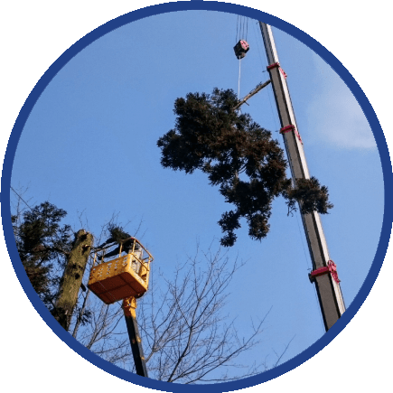 重機が必要な大きな木