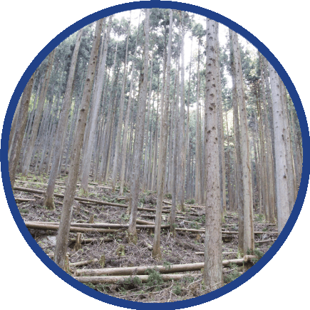 森林の間伐